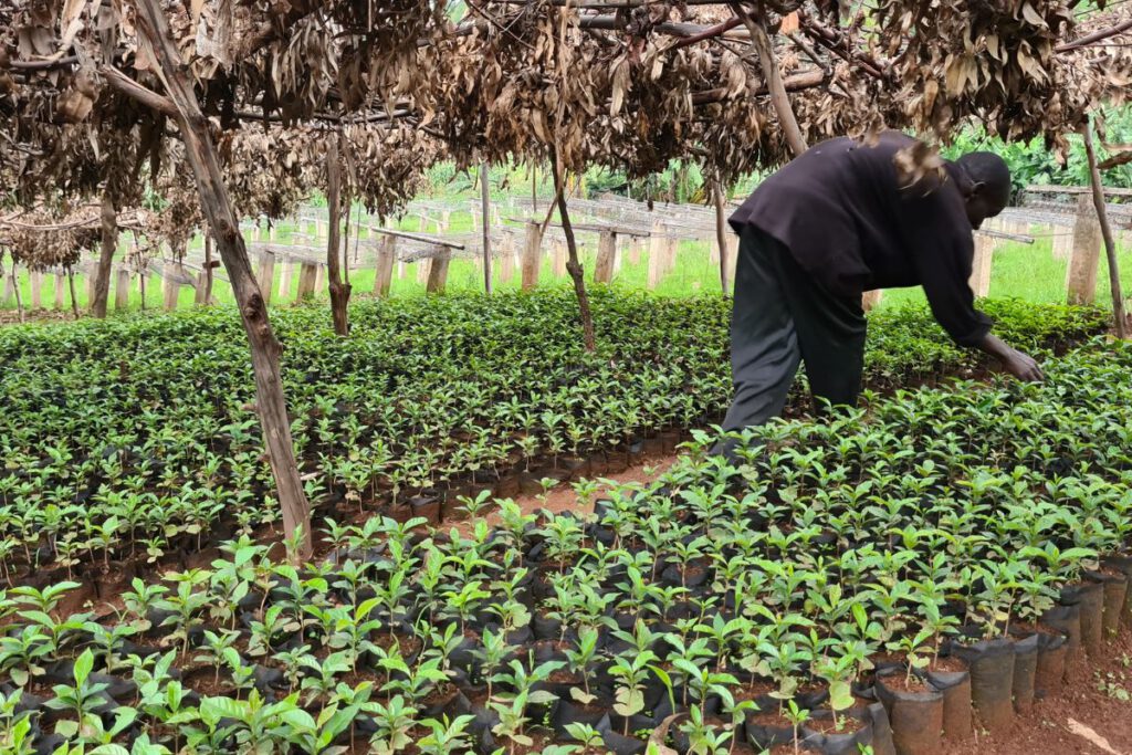 Baumsetzlinge in einer Baumschule einer Kaffeekooperative