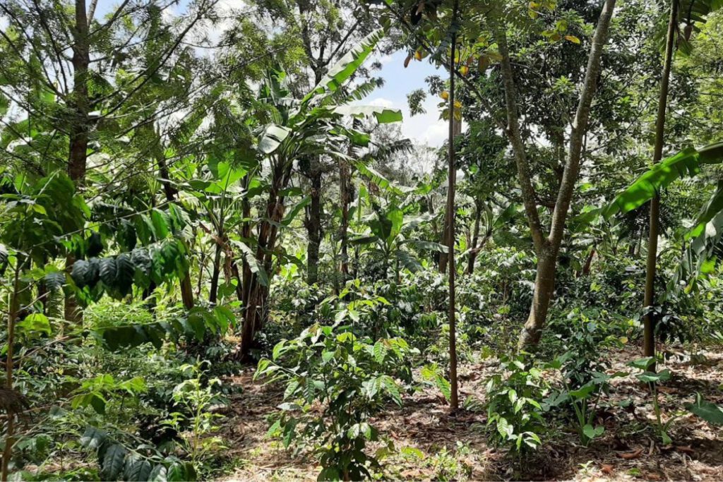 Eine idealtypische Agroforstfläche